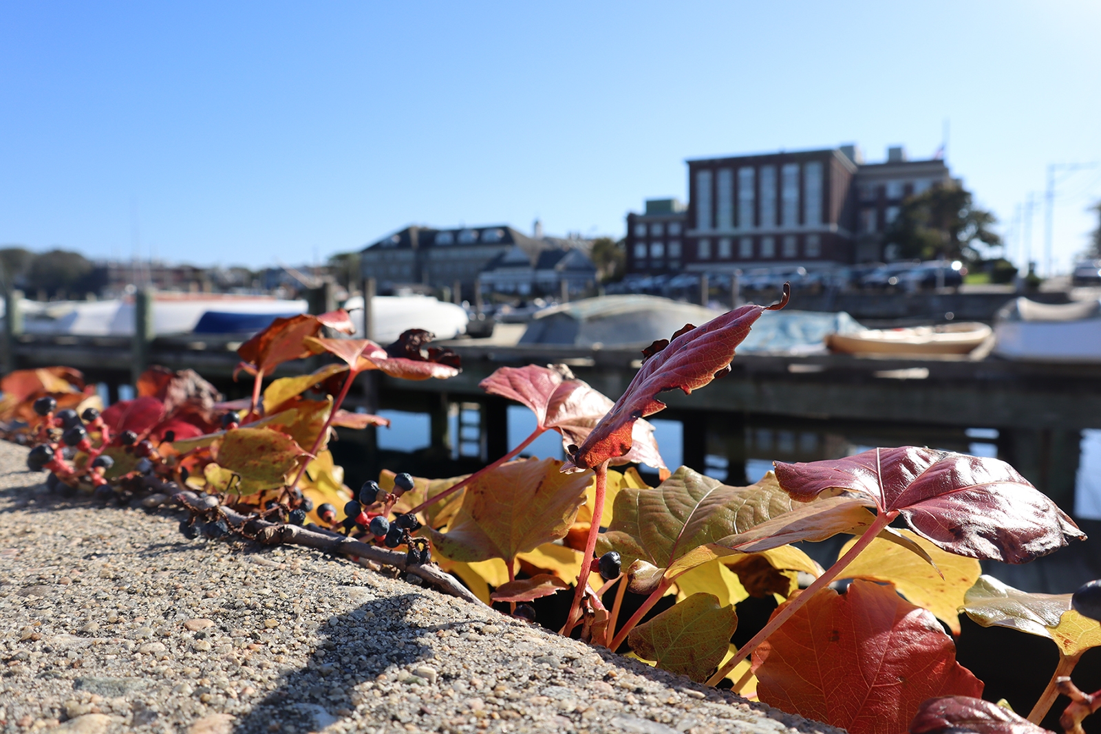 MBL Campus from across Eel Pond with foliage in foreground.