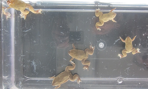 Frogs in a tank in the National Xenopus Resource.