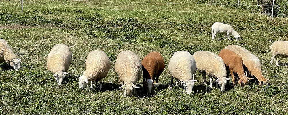 Sheep grazing in a field.