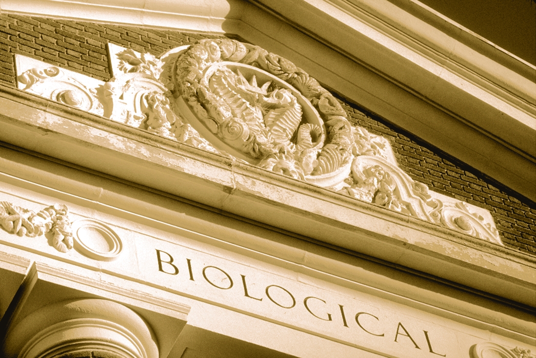 Closeup of the Lillie pediment.