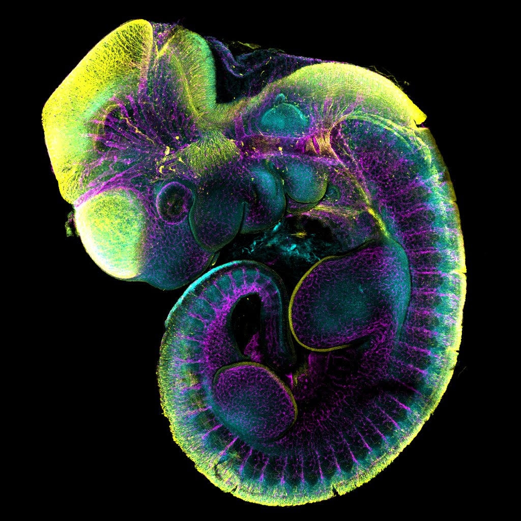 mouse embryo