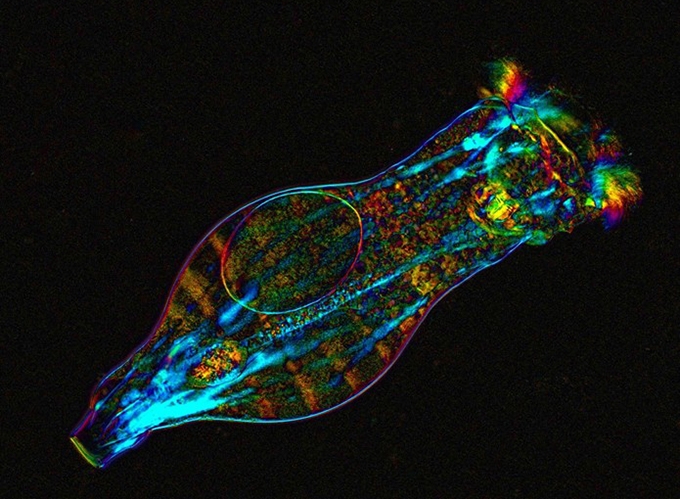 Image of a bdelloid rotifer Philodina roseola under polychromatic polarization microscope.