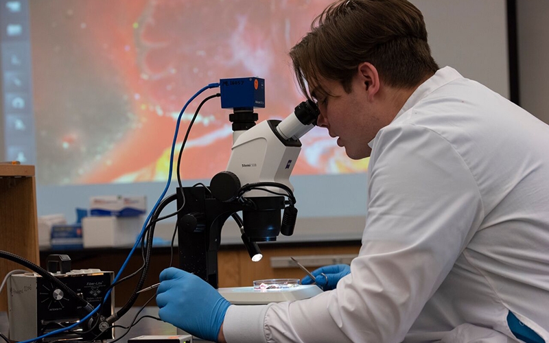 Person looking into microscope.