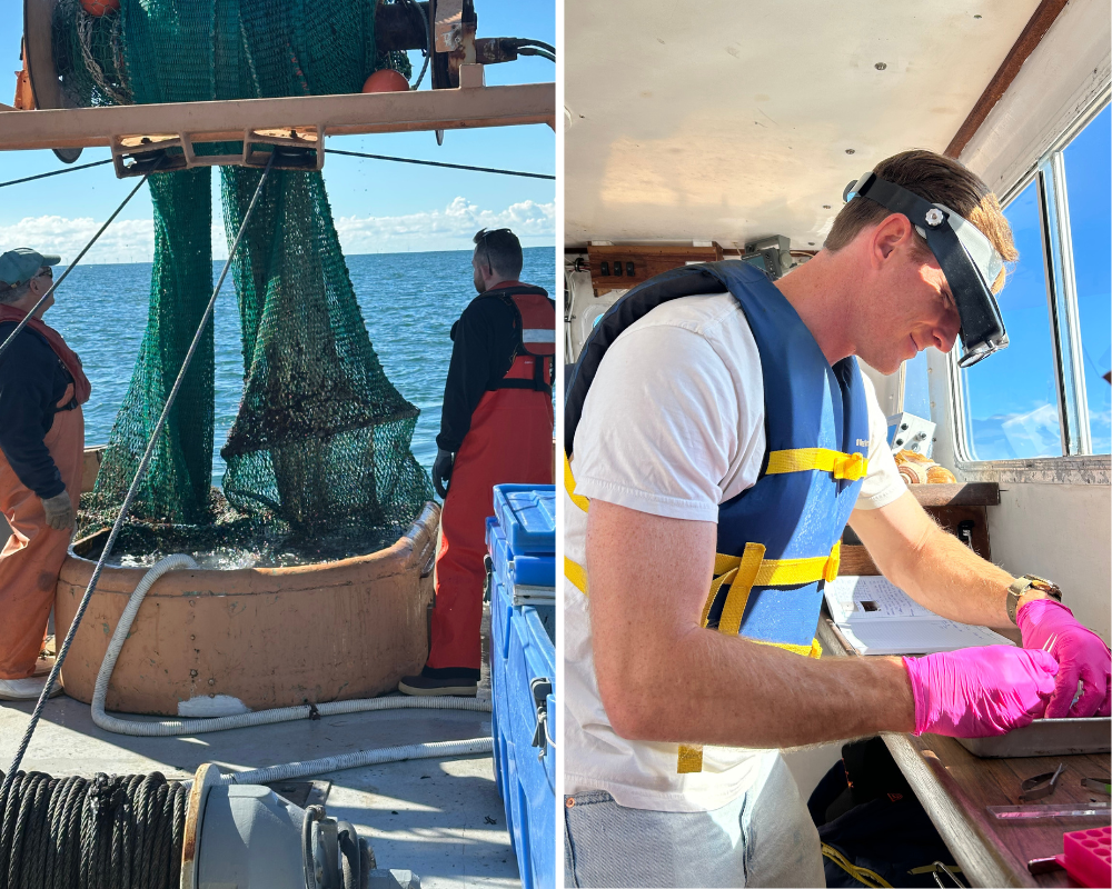 gemma squid dissection