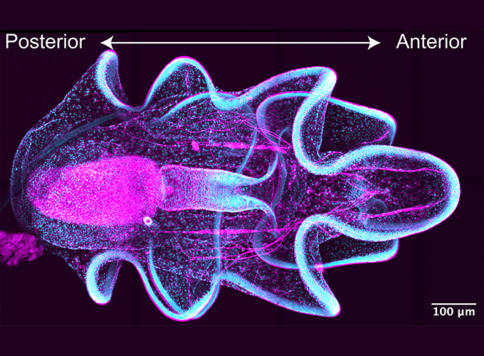 A sea star larva, nuclei in cyan and muscles in magenta.