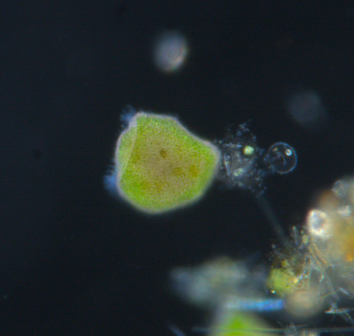 Yellow stentor stipatus