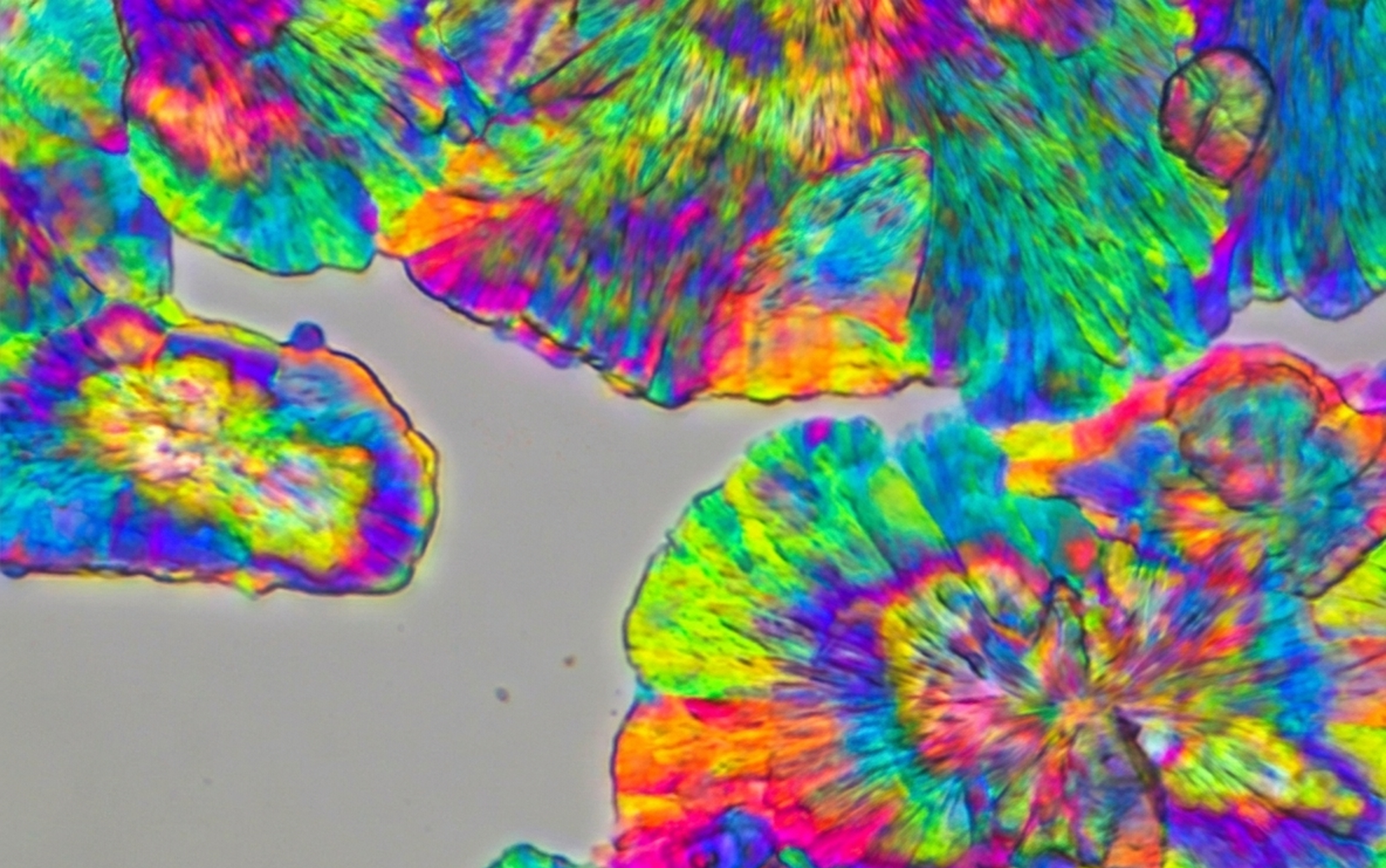 A colorful, live image of northern star coral, under polychromatic polarization microscope.