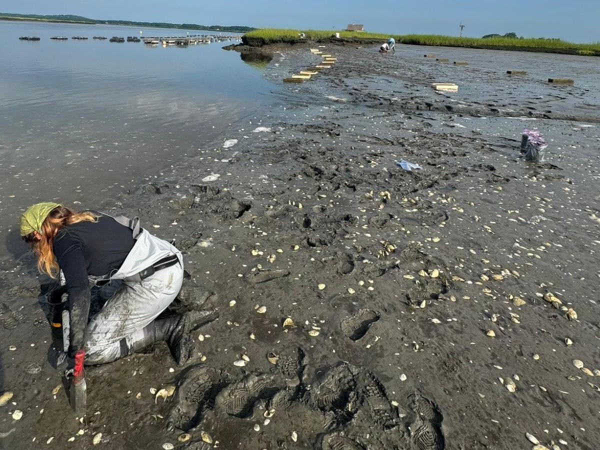 Woman digs for clams in mud flats.