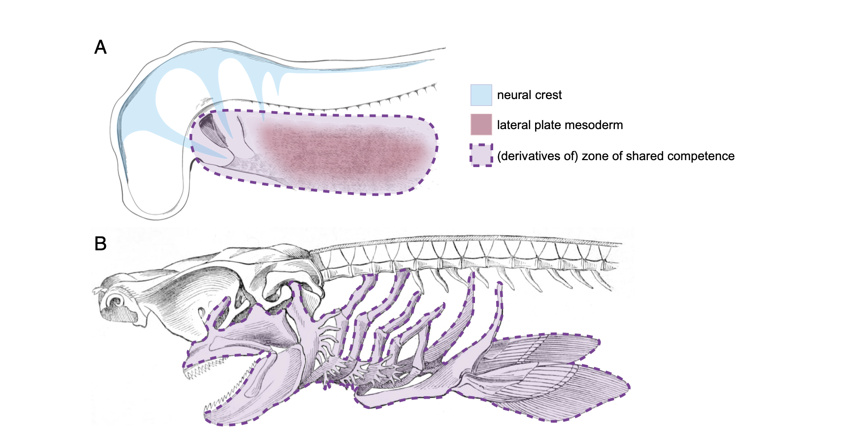Shared competence of neural crest- and lateral plate mesoderm-derived cells forms the basis of gill arch-paired fin serial homology.