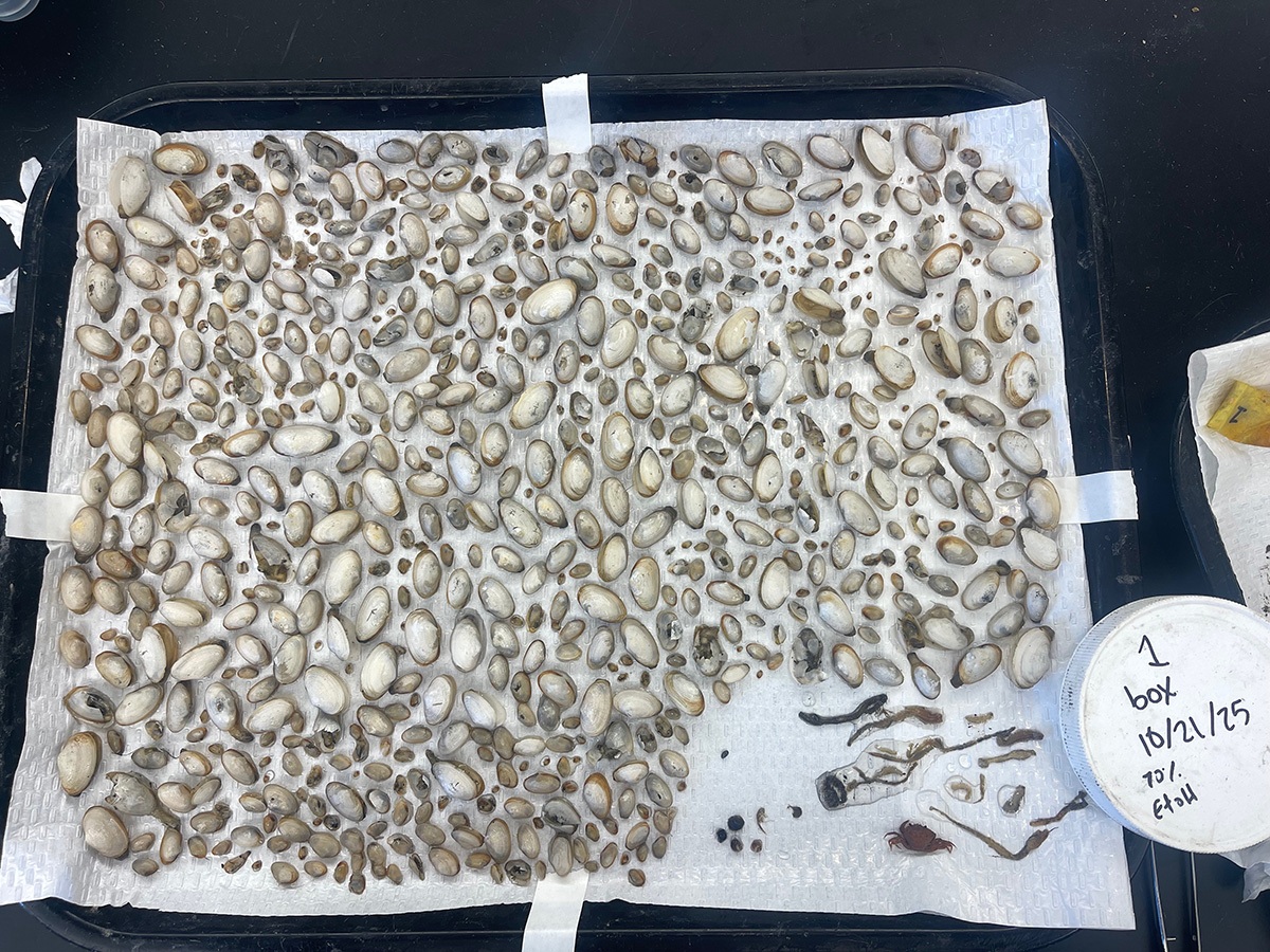 Contents of one clam box harvested in October 2025.