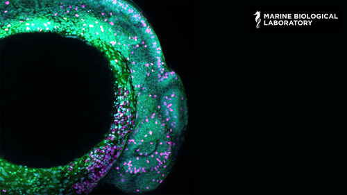 Zebrafish Embryo 