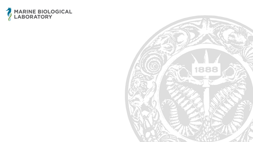 MBL Legacy logo on white background