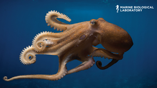 California Two-spot octopus