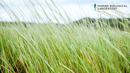 Sea grass
