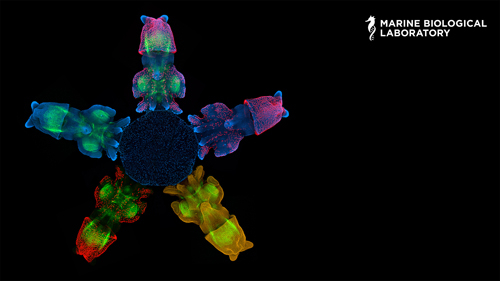 Imaging of 5 squid in different colors