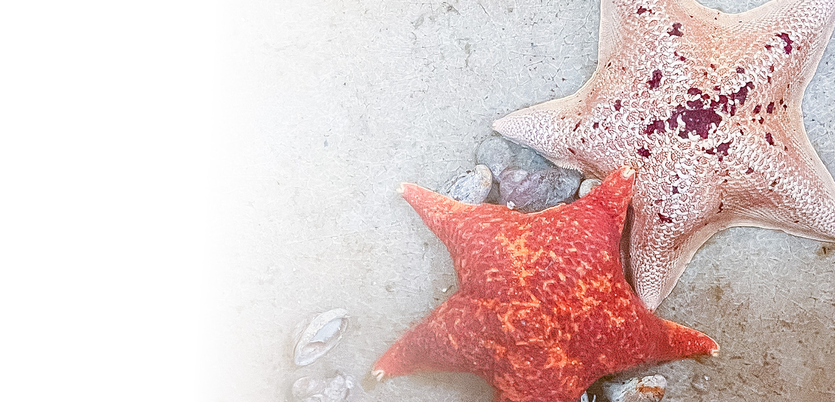 Bat sea stars