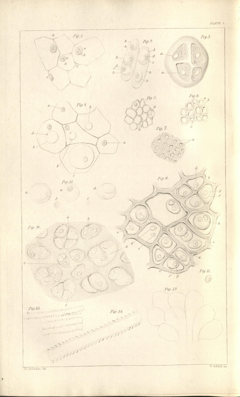 Illustrations of animal cells 