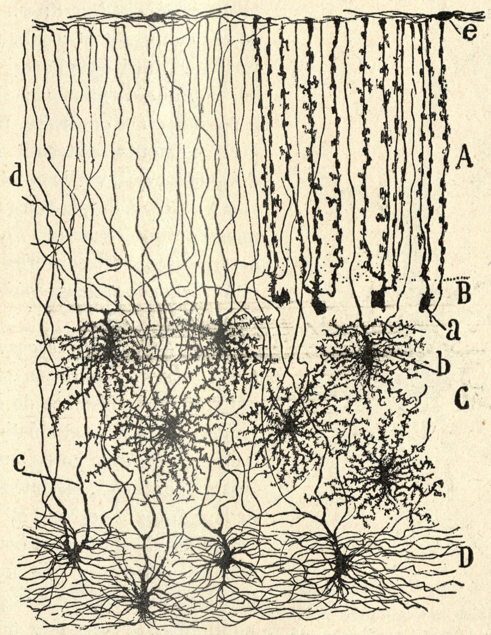 Illustration of human cerebellum nerve cells, stringy or spidery masses with a central focal point