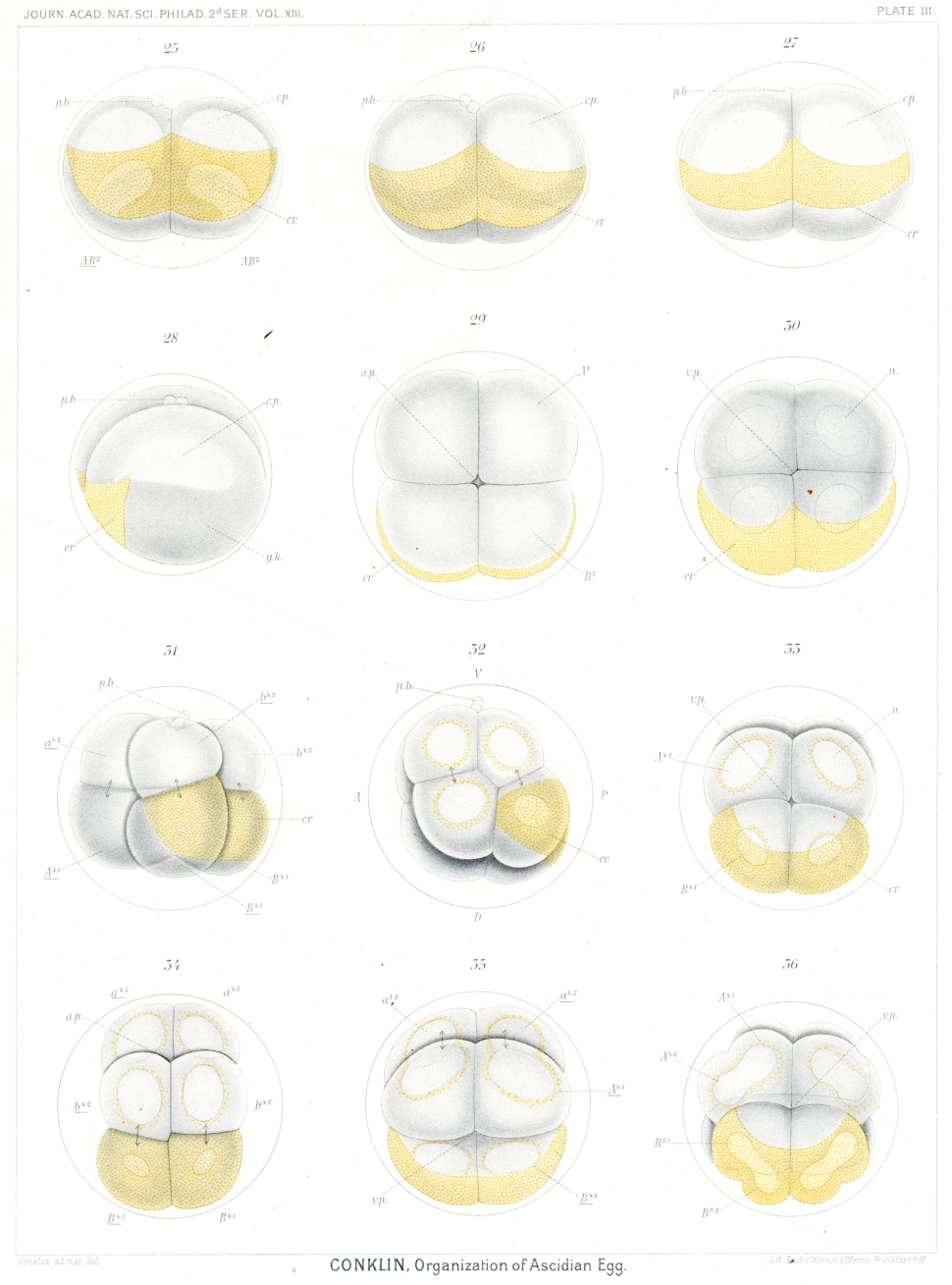 Diagram of an egg dividing