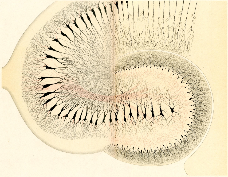 Illustration of section of rabbit hippocampus