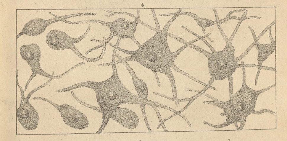 Section of illustration of human nerve cells