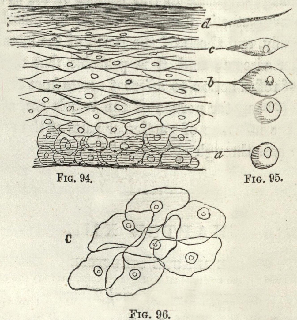 Illustration of skin cells in 3 different figures