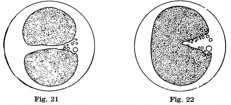 Diagram of the process of sea urchin egg cells dividing (two phases)