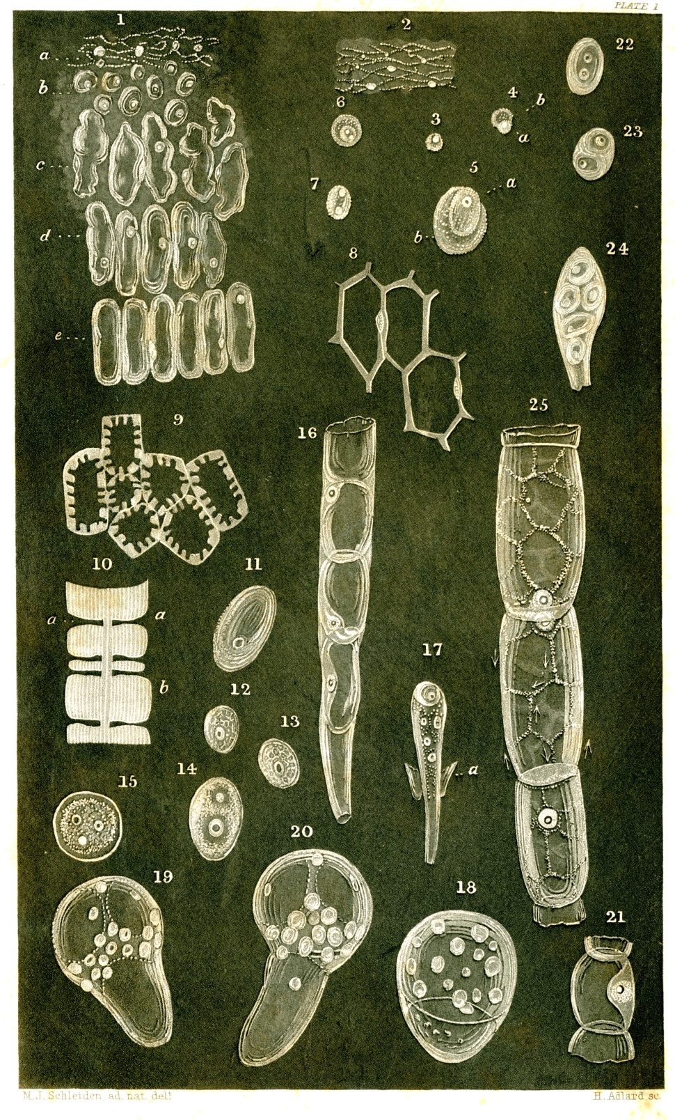 Illustrations of plant cells