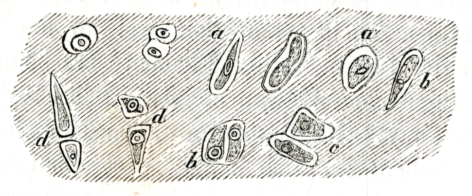 Illustration of cells dividing by Virchow