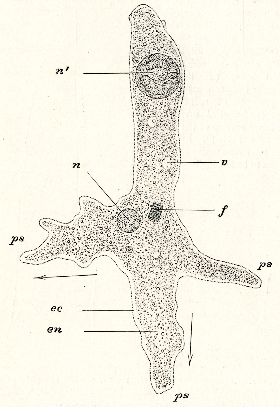 Illustration of amoeba, Sedgwick and Wilson