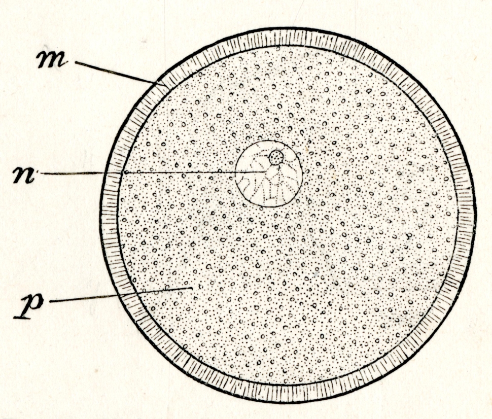Labeled diagram of a starfish ovum, larger circular shape with a smaller circular shape inside