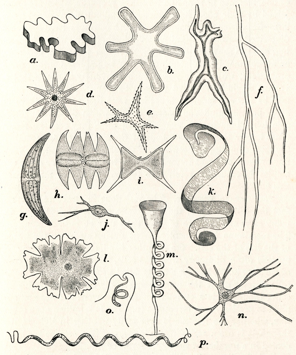 Illustration of multiple cells, showing different shape variations (star, branch, X, squiggle)