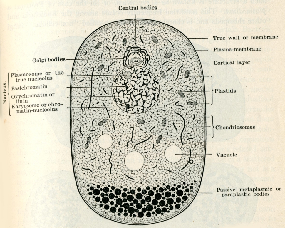 Cell diagram with more intricate details of the golgi bodies, membrane, plasma-membrane, and other parts