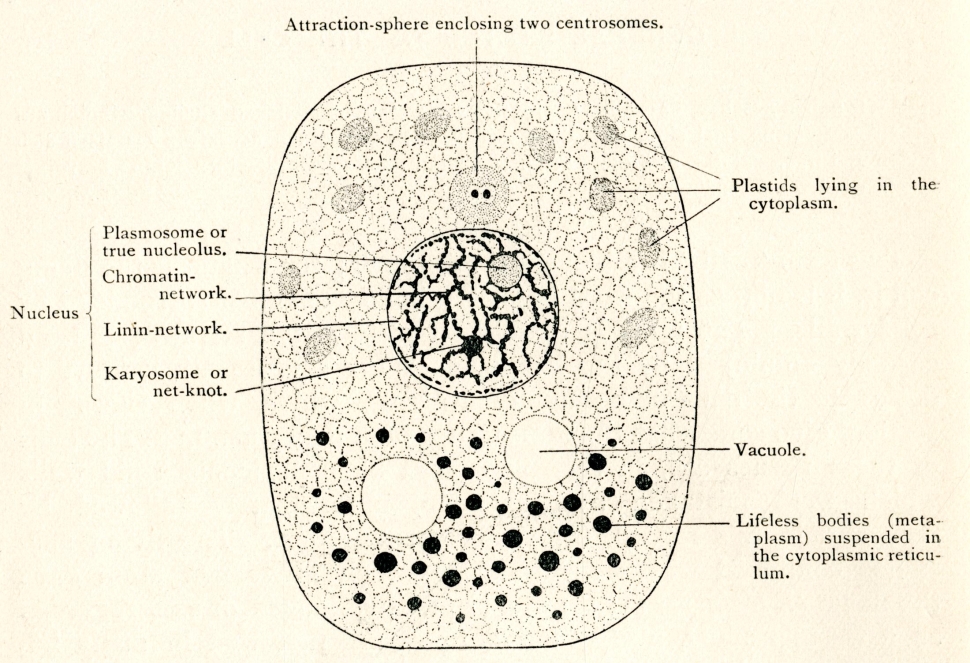 Illustration showing parts of the nucleus, plastids, vacuole, centrosomes