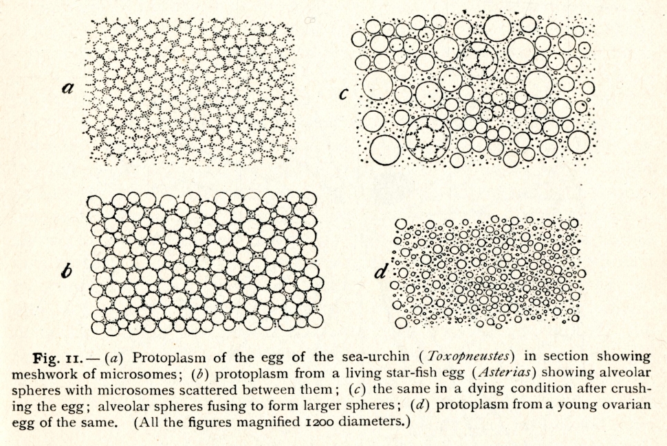 Protoplasm of various eggs
