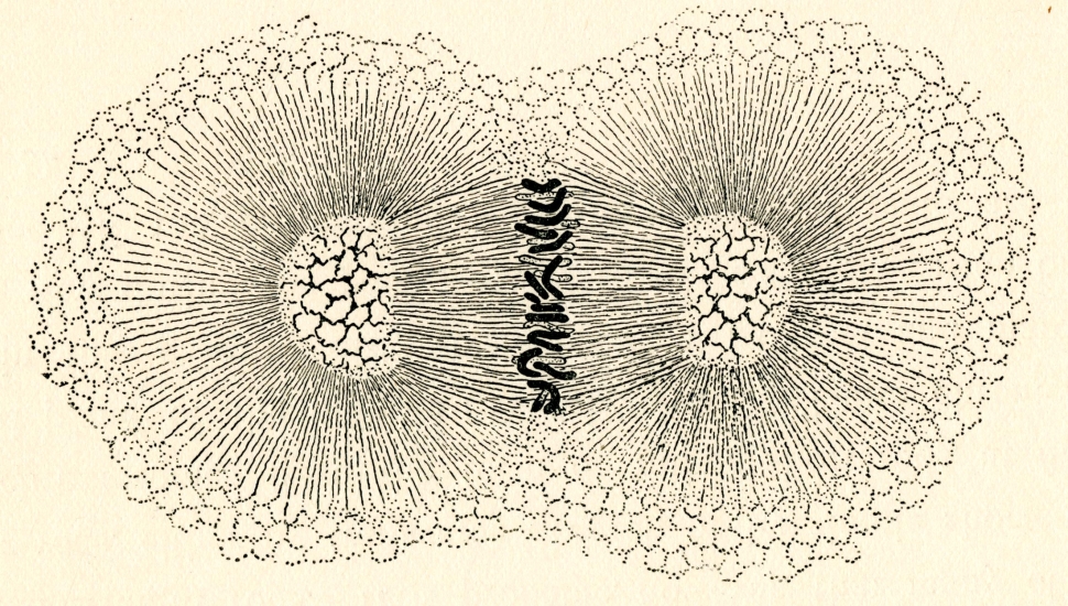 Illustration of an egg division