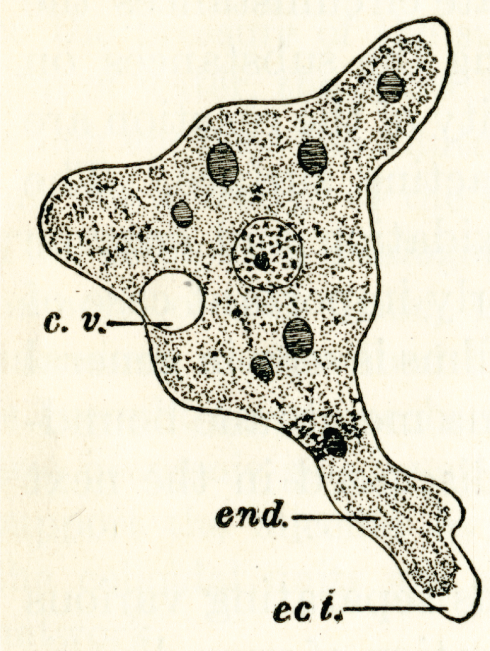 An amoeba illustrated in Sharp's textbook