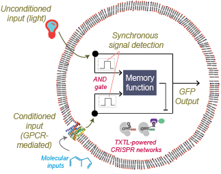 diagram of how to program memory into synthetic cell