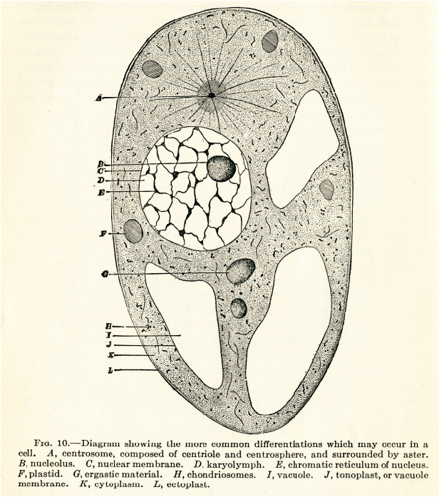 diagrammatic cell 1921