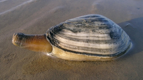 softshell clam on beach
