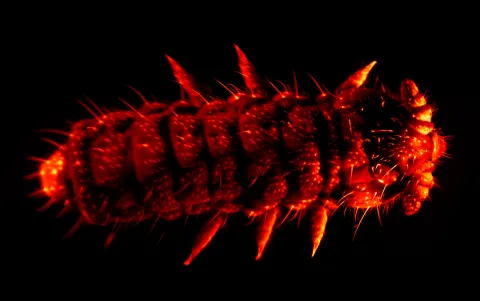 This image of the arthropod Springtail (Collembola) was captured on a Flamingo T-SPIM lightsheet microscope. Credit: Guilherme (Gui) Gainett and Carsten Wolff.