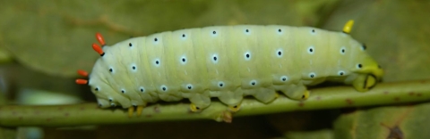 butterfly larvae