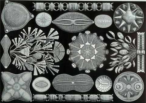 Diatoms, illustration by Ernst Haeckel (Kunstformen der Natur (1904), plate 84. Credit: Public domain via Wikimedia Commons