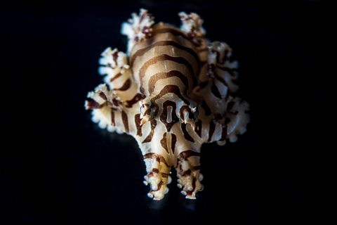 Pygmy Zebra Octopus. Credit Tim Briggs