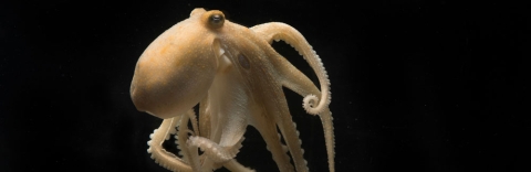 Octopus bimaculoides. Credit Tom Kleindinst