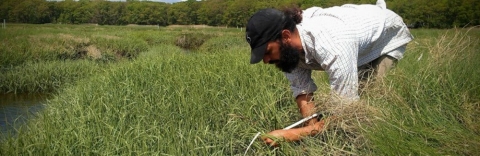 2015 Environmental Fellow Chris Gonzalez in the field at Plum Island, Mass. Credit: Michael Werner