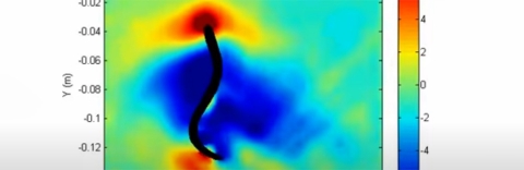 Pressure forces on swimming lamprey video screenshot
