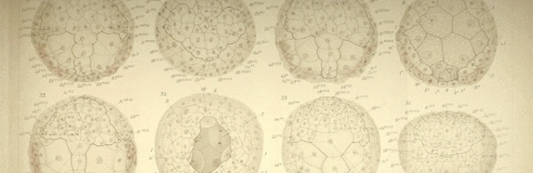 Several of Conklin’s sketches of a developing snail embryo.