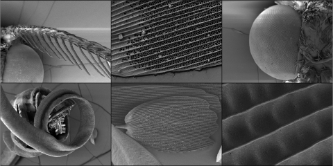 A grid of 6  scanning electron microscope images