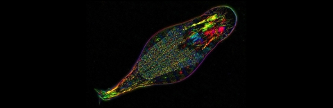 Bdelloid rotifer Adineta vaga, birefringence image, polarized light microscope. Credit: M. Shribak and I. Arkhipova, MBL